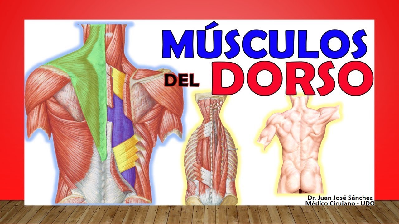 esquema de los musculos de la espalda