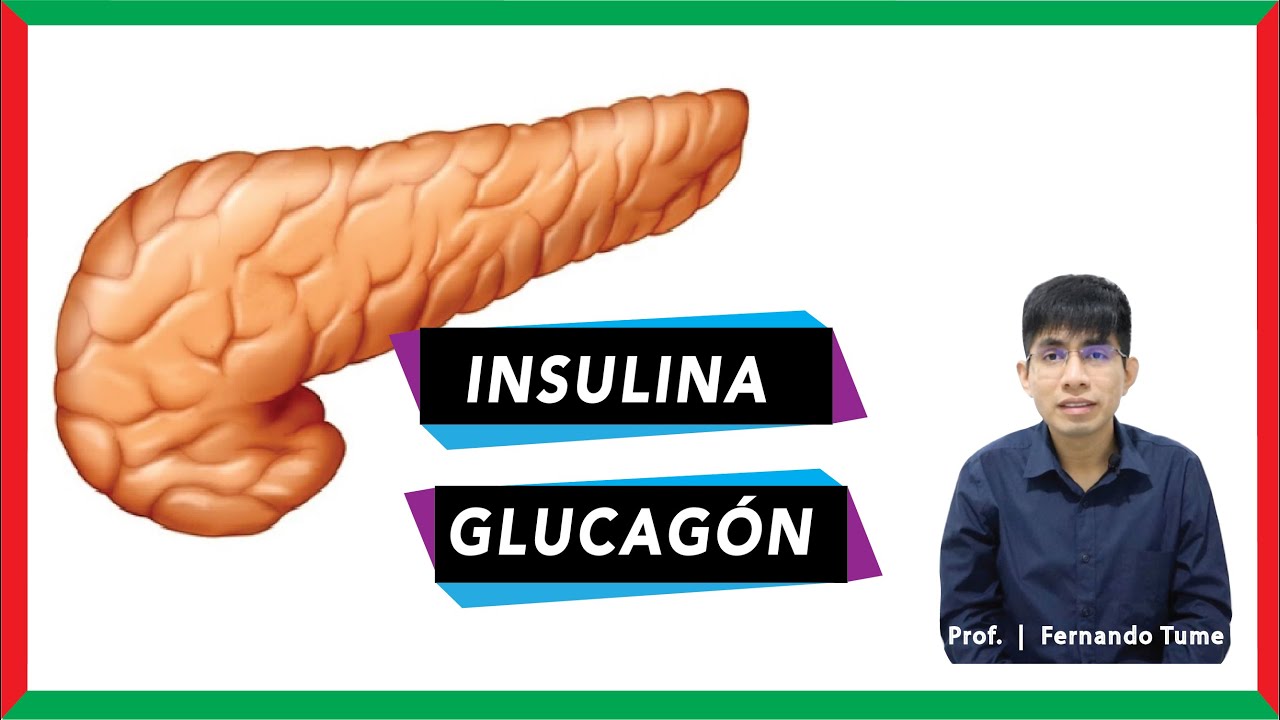 funcion de la insulina y el glucagon