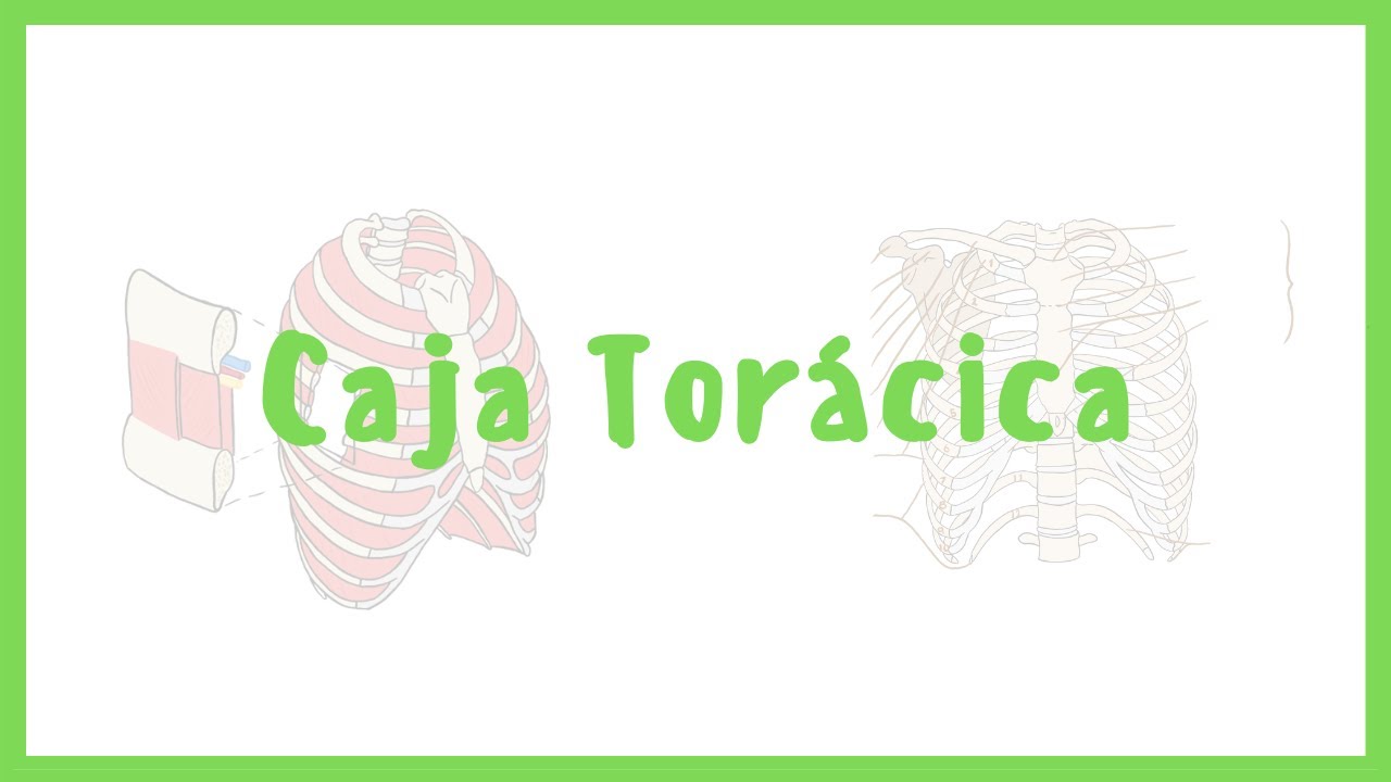 huesos del torax y sus partes