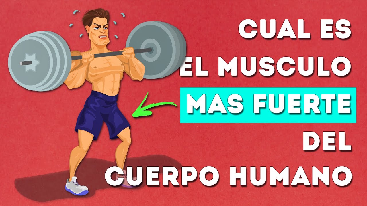 masetero musculo mas fuerte del cuerpo humano