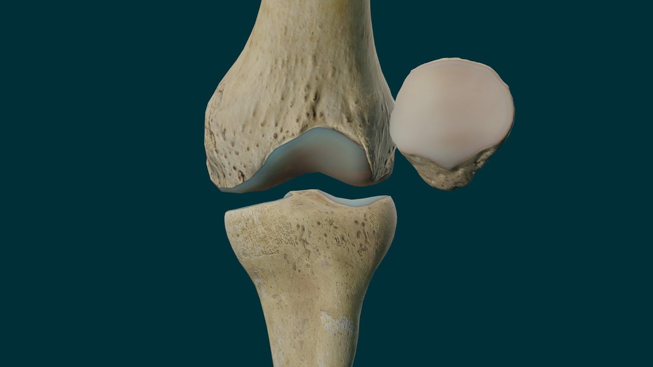 movimientos de la rodilla flexion y extension