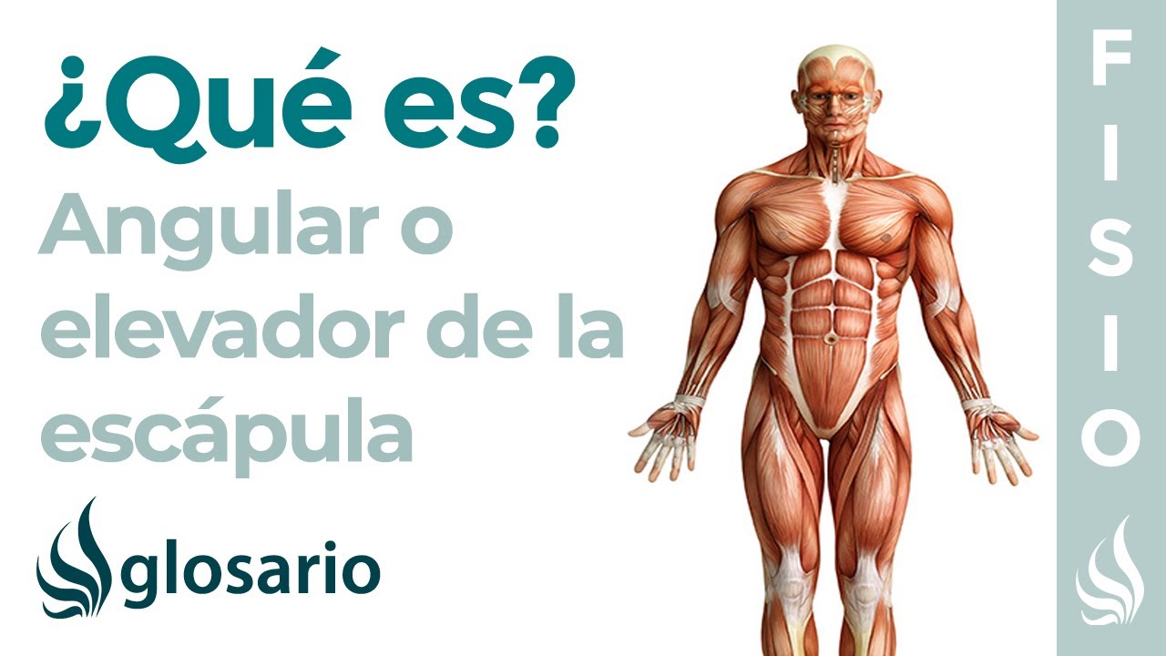 musculo angular del omoplato origen e insercion