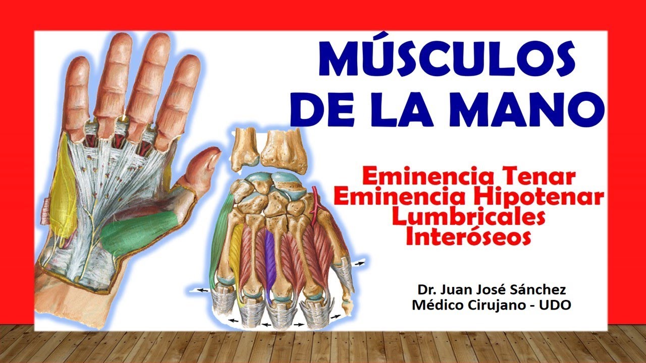 musculos de la mano y antebrazo