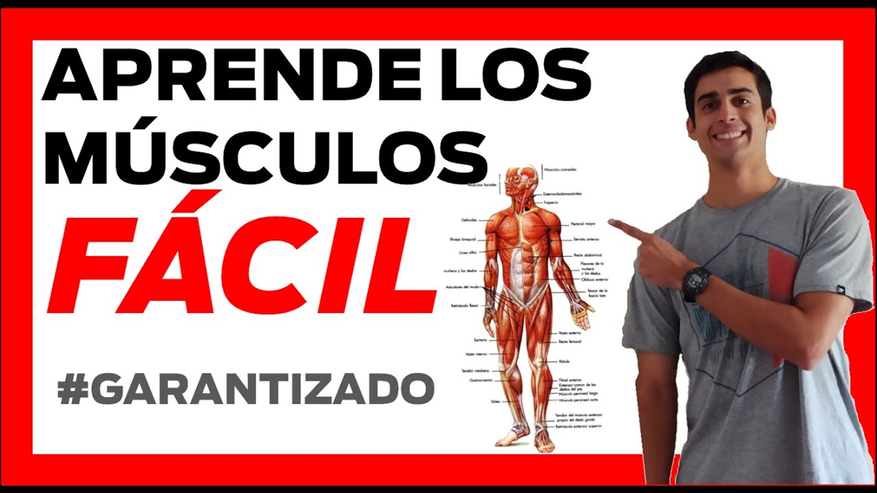 musculos del cuerpo humano cara anterior y posterior