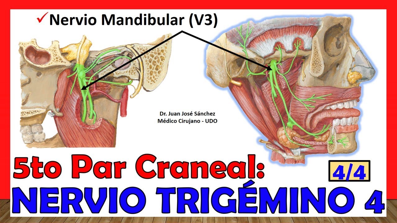 nervio trigemino ramas colaterales y terminales