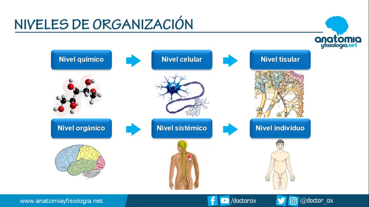 niveles de organización estructural y sistemas corporales