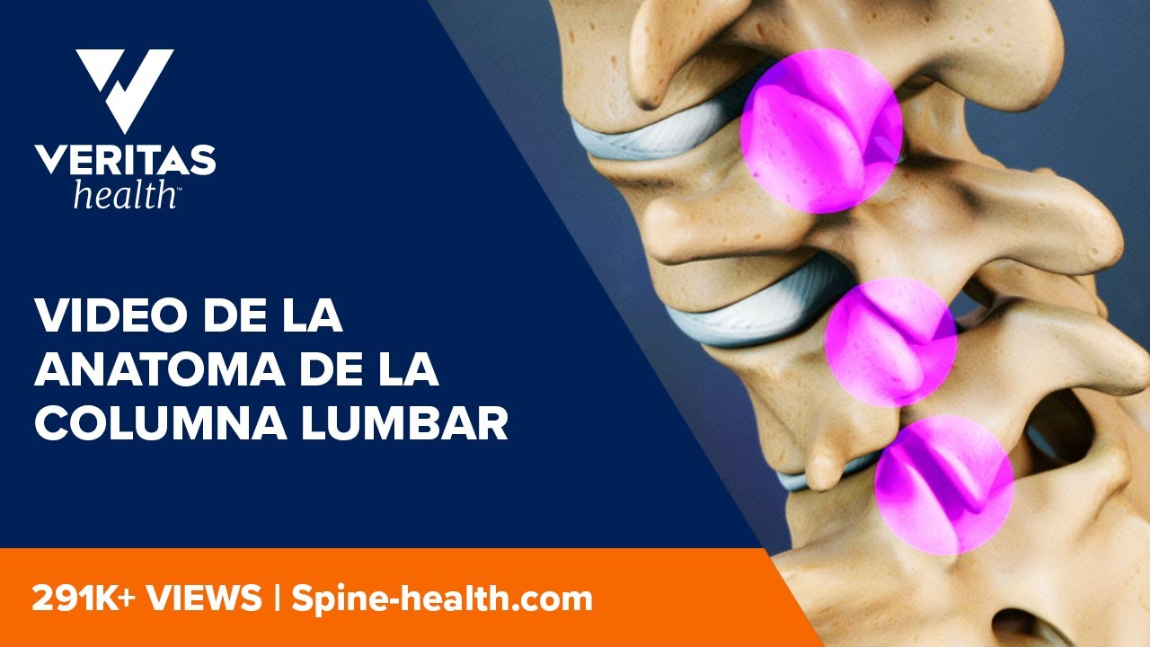 numeracion de las vertebras de la columna