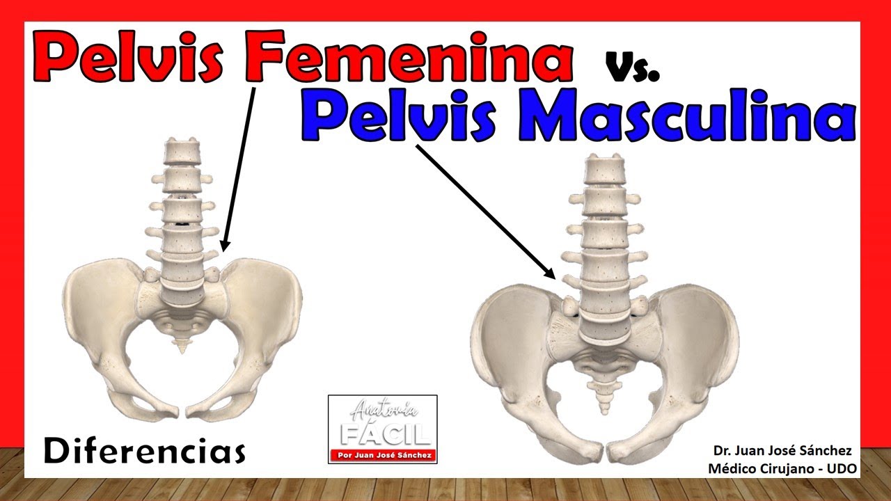 pelvis de hombre y de mujer