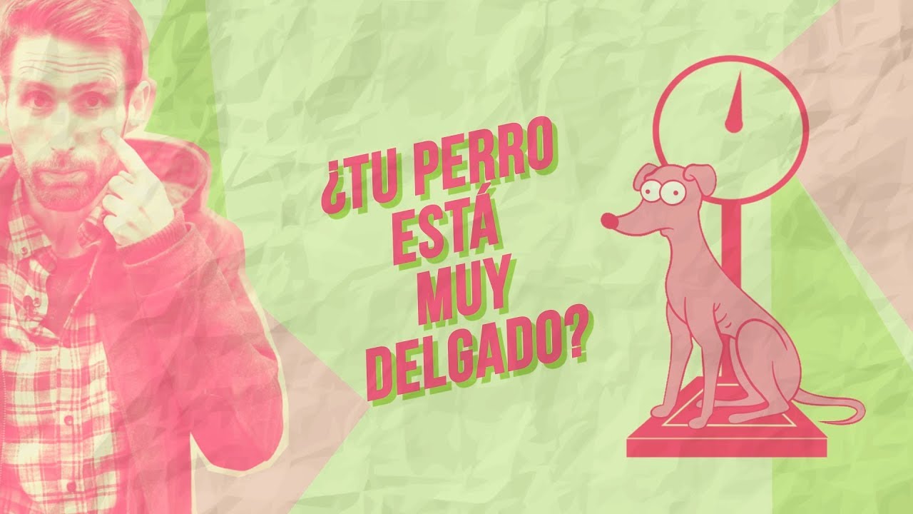 porque a mi perro se le notan las costillas