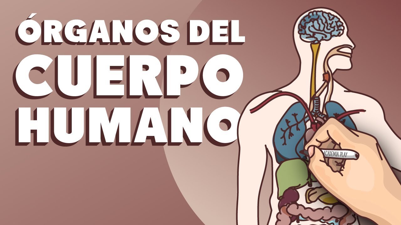 posición de los organos del cuerpo humano