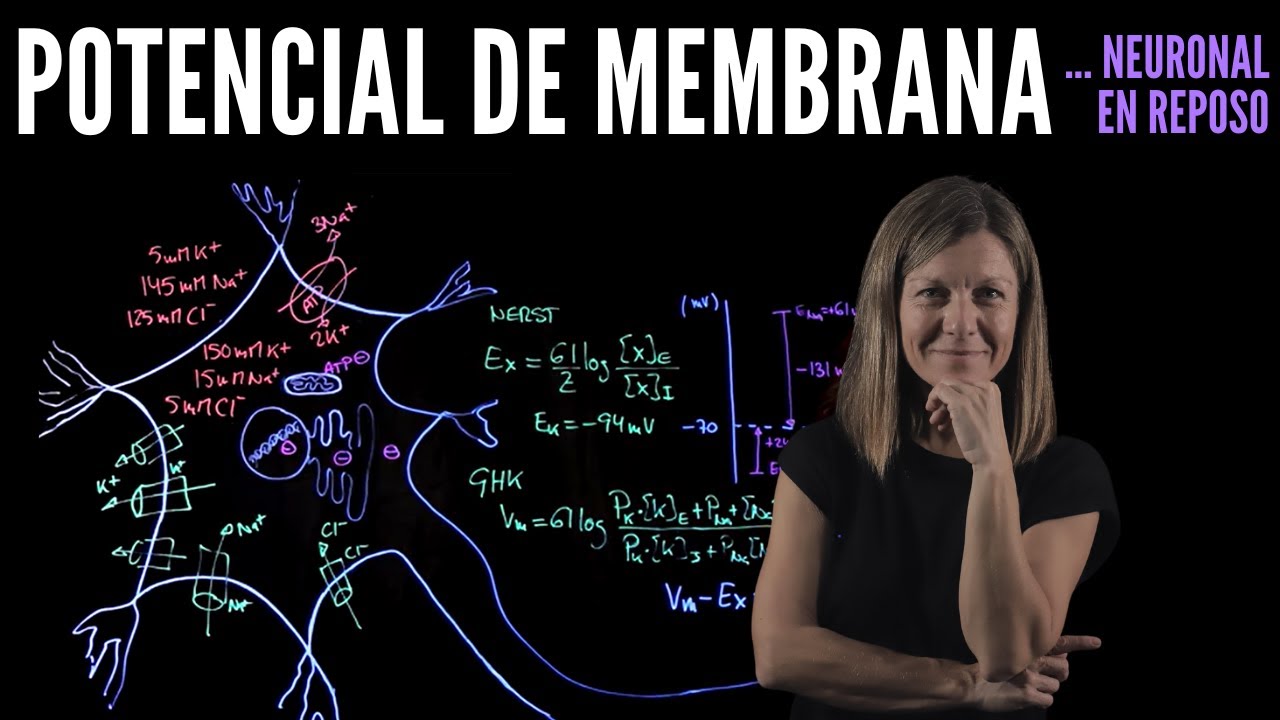 potencial de membrana en reposo de una neurona