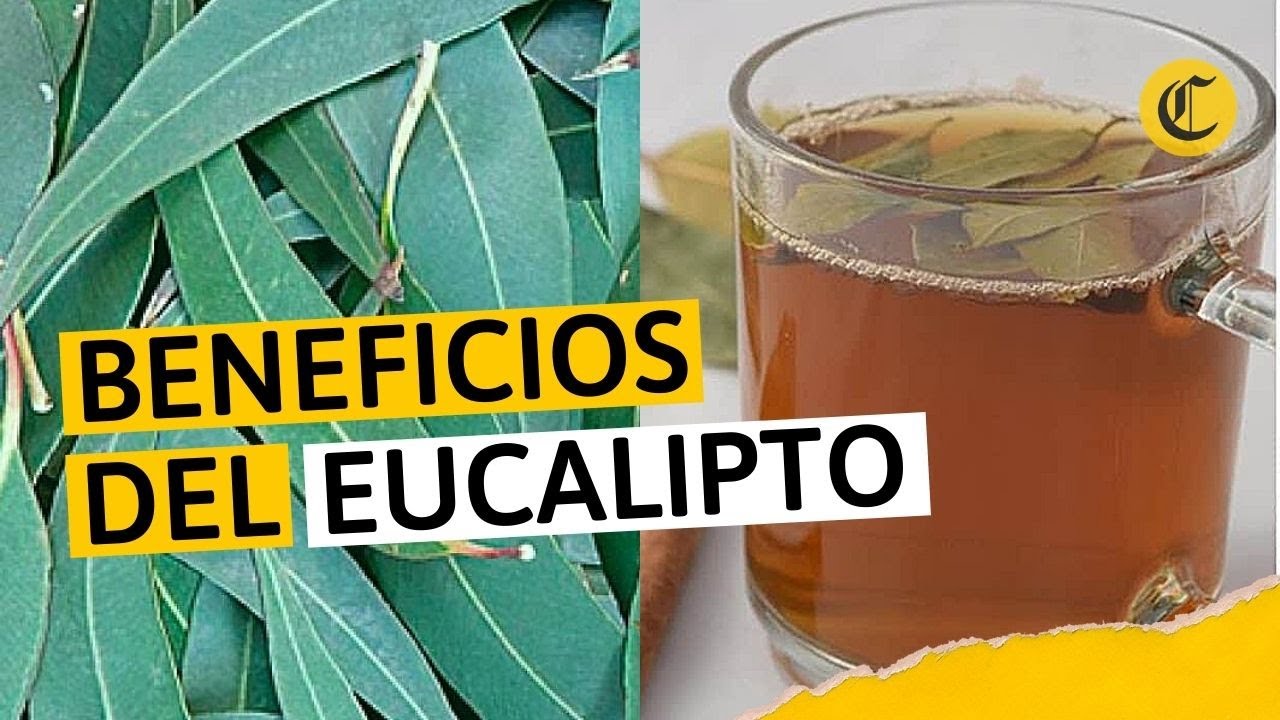 preparacion del eucalipto como planta medicinal