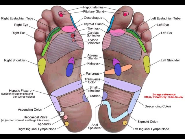 puntos de los pies relacionados con los organos