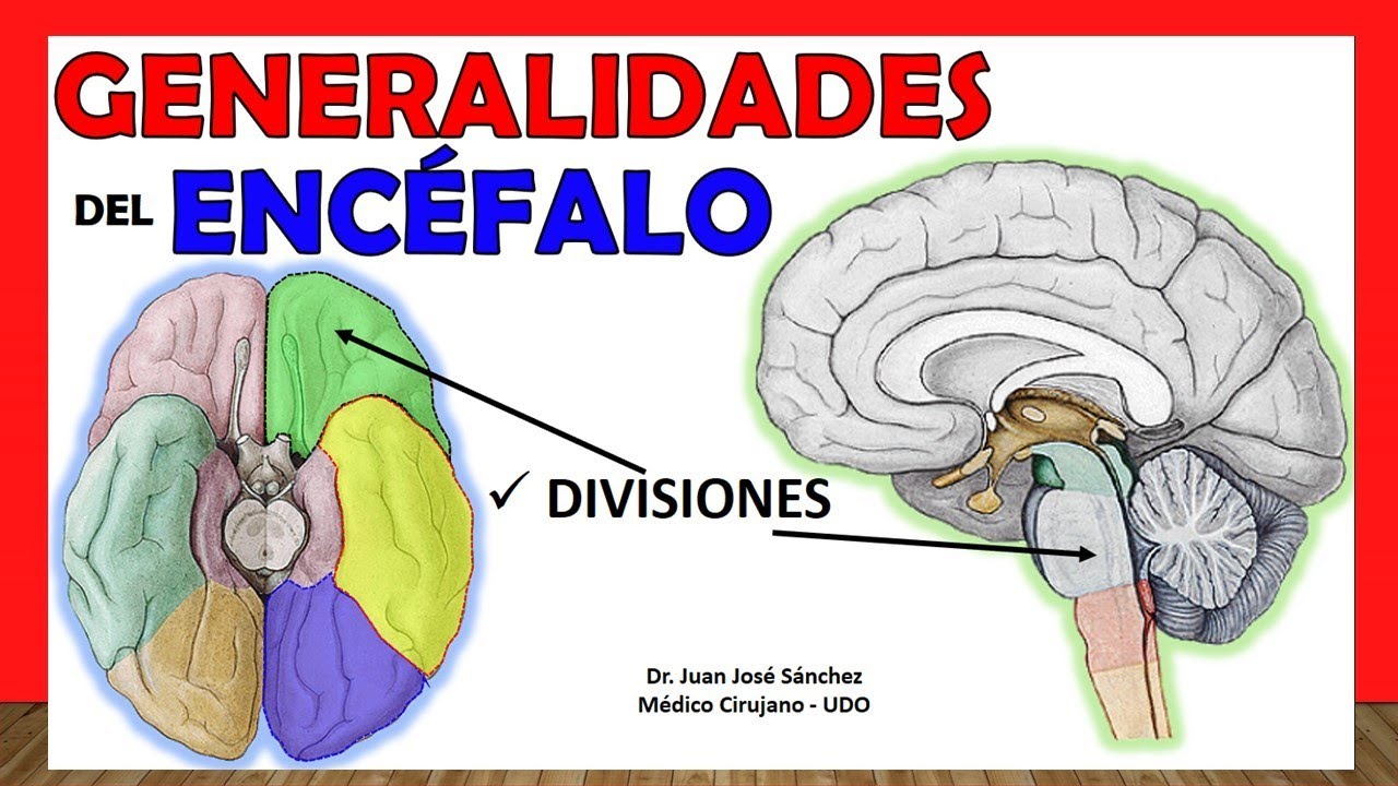 qué diferencia hay entre el encéfalo y el cerebro