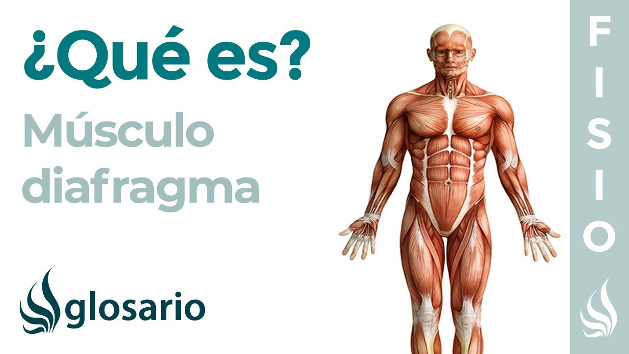 que es el diafragma del cuerpo humano