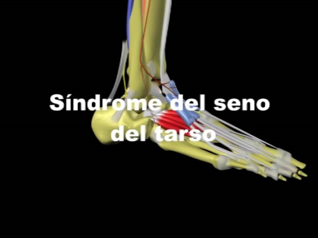 que es el seno del tarso