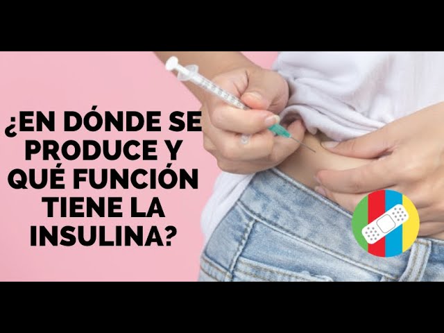 quien produce la insulina y cual es su funcion