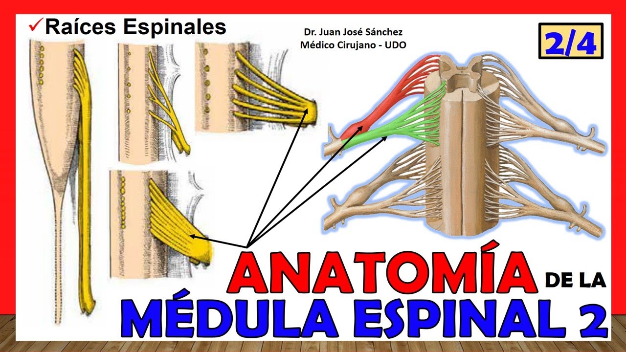 ramos dorsales de los nervios espinales