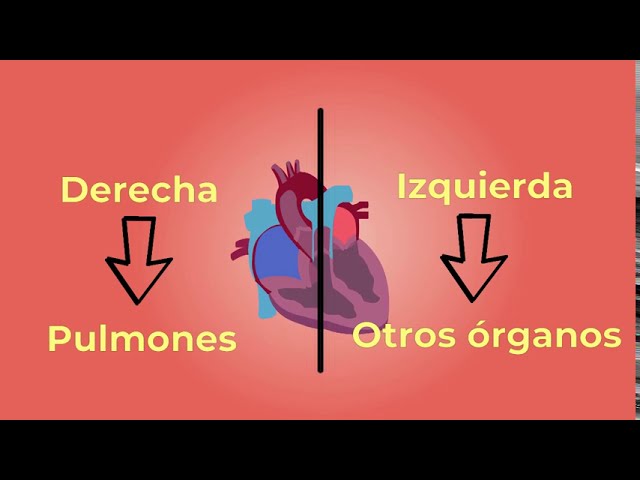 recorrido de una gota de sangre