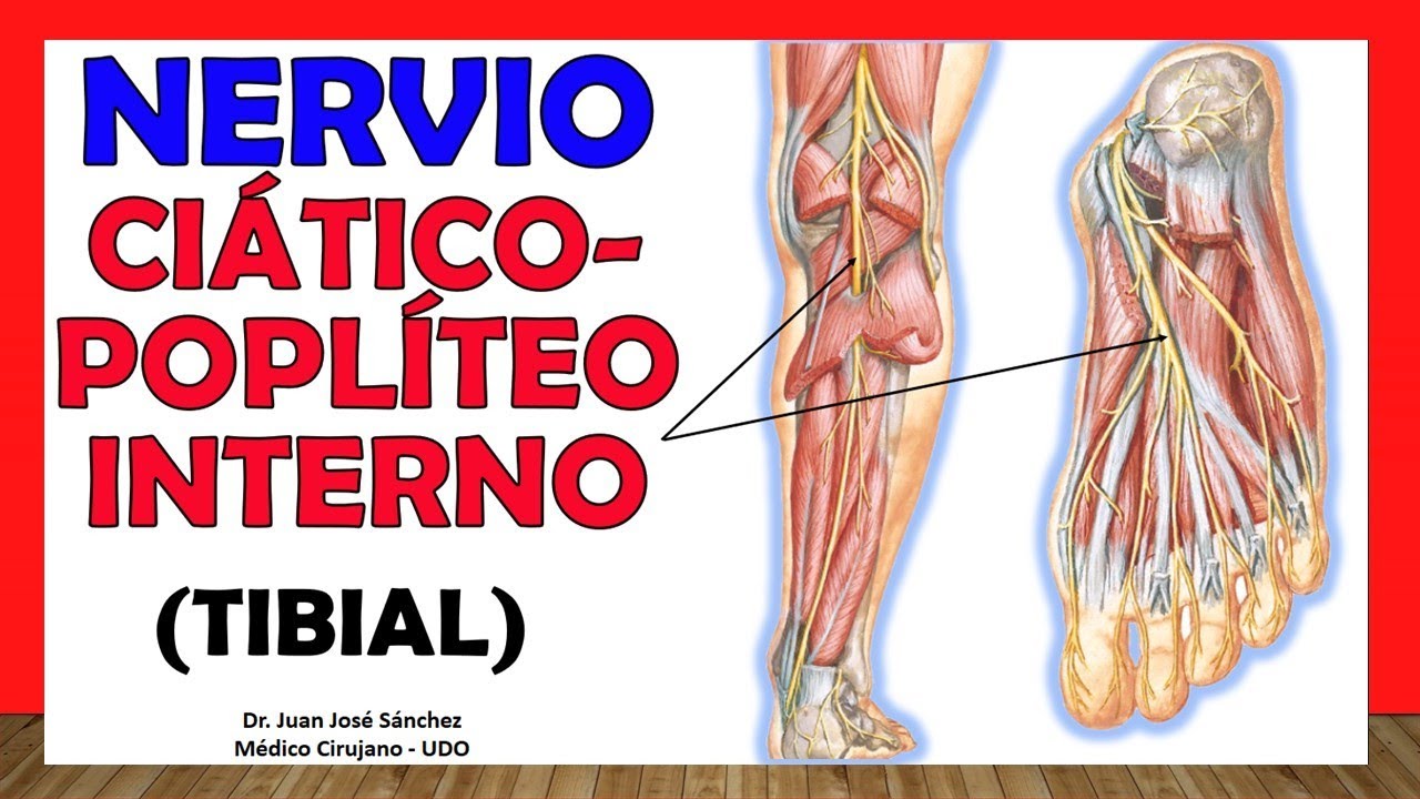 recorrido nervio ciatico en el pie