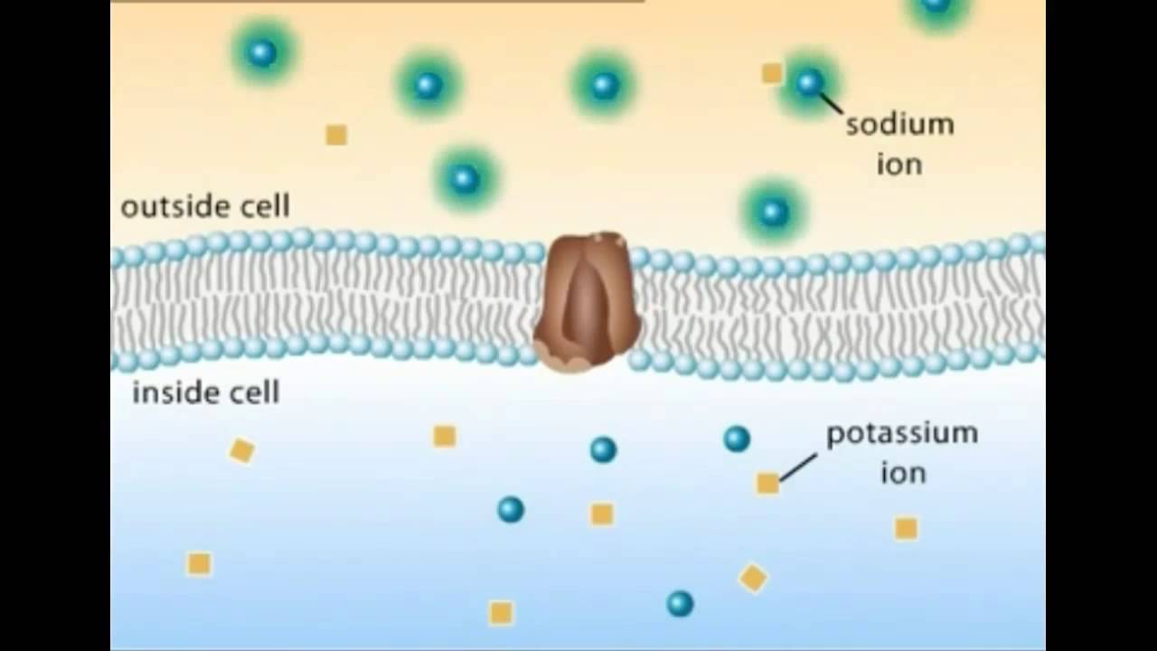salida de potasio de la celula