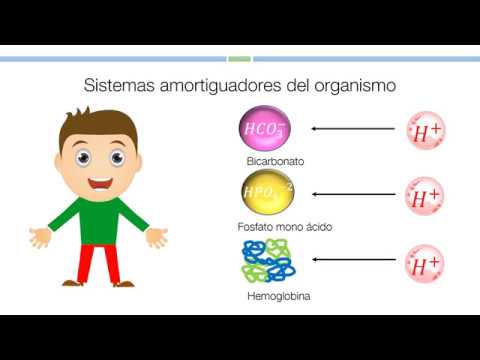 soluciones buffer en el cuerpo humano