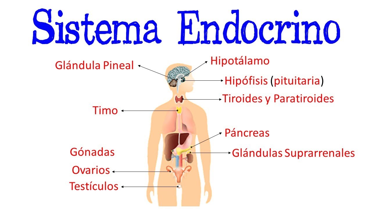 sustancias quimicas que intervienen en el control endocrino