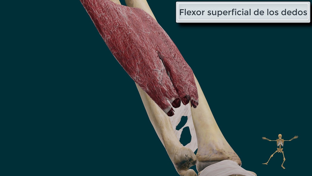 tendon flexor superficial de los dedos