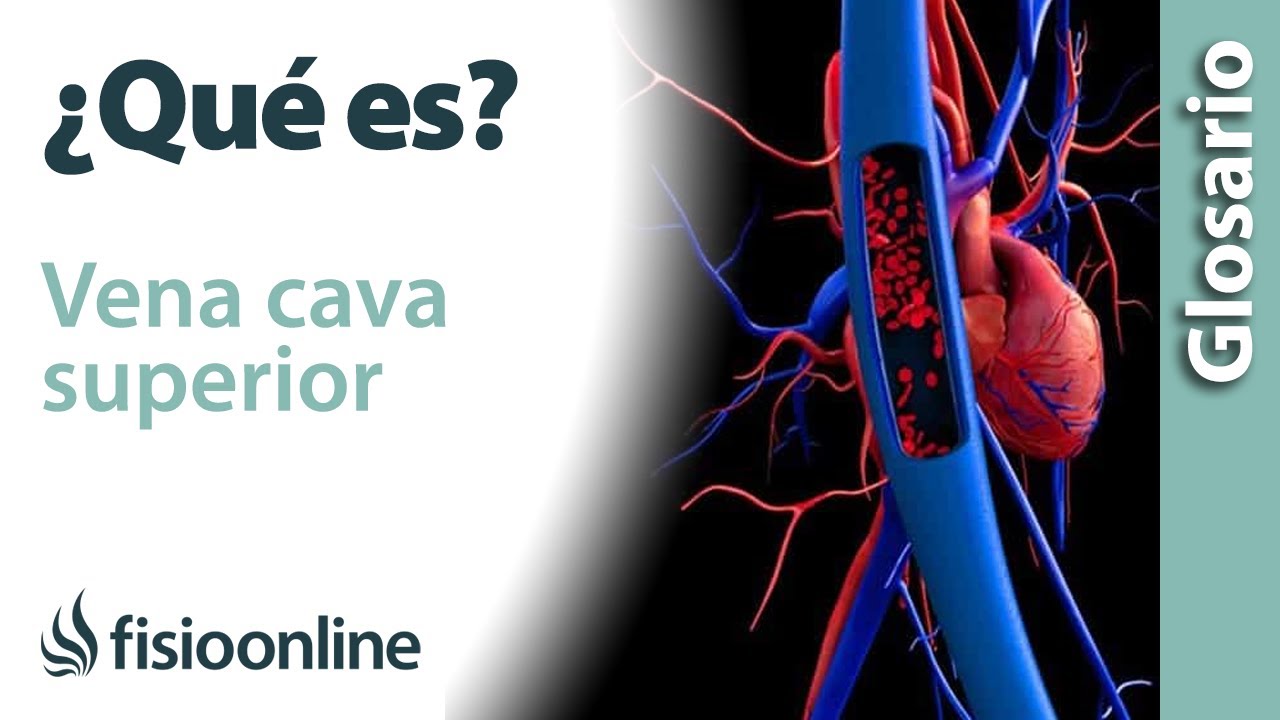 vena cava superior y auricula derecha