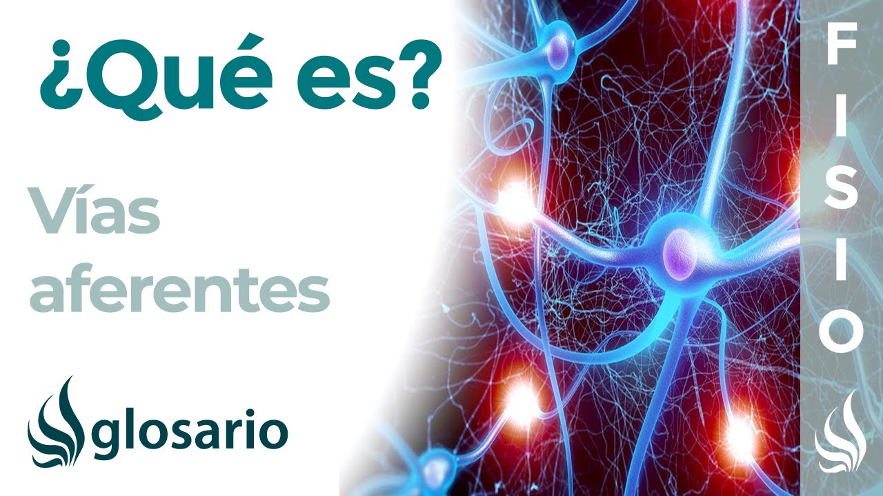 via aferente y eferente sistema nervioso