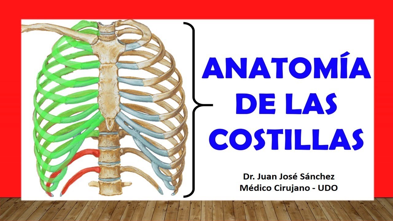 anatomia de las costillas del cuerpo humano