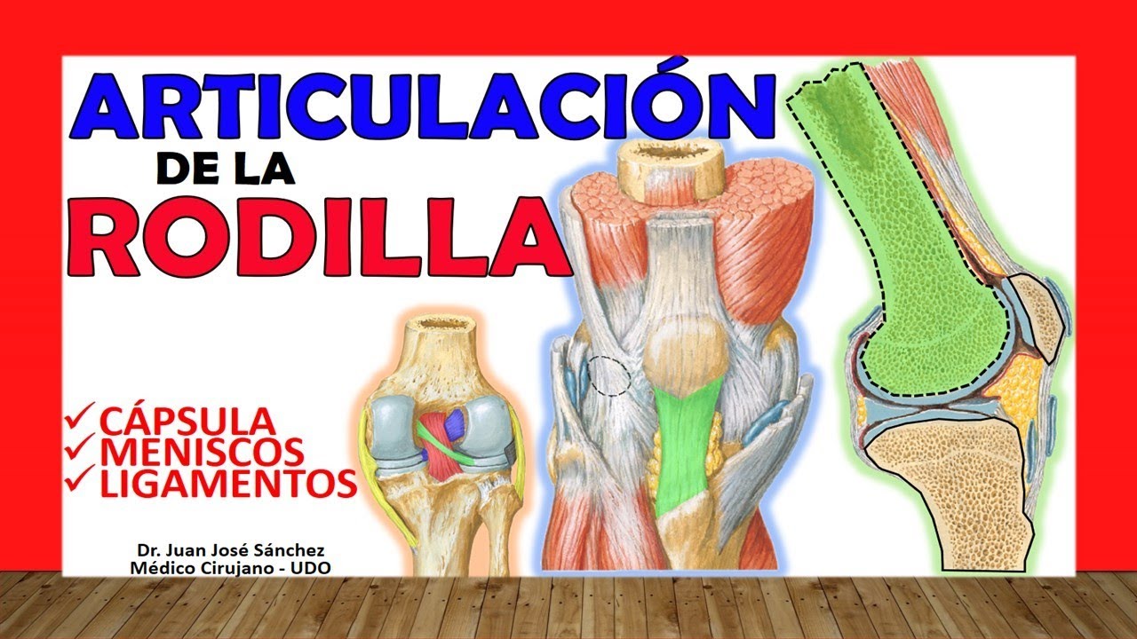 anatomia y fisiologia de la rodilla