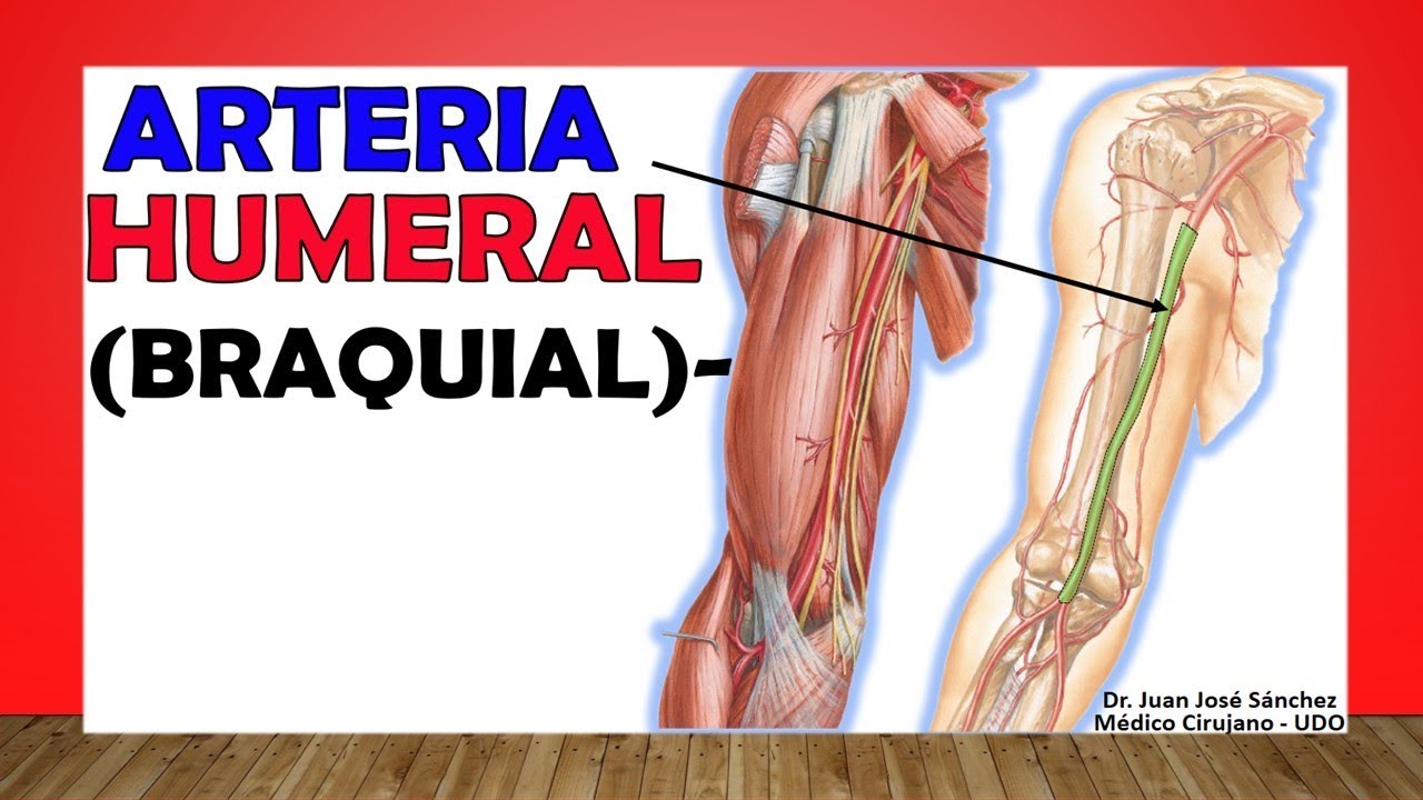 arteria braquial y humeral es lo mismo