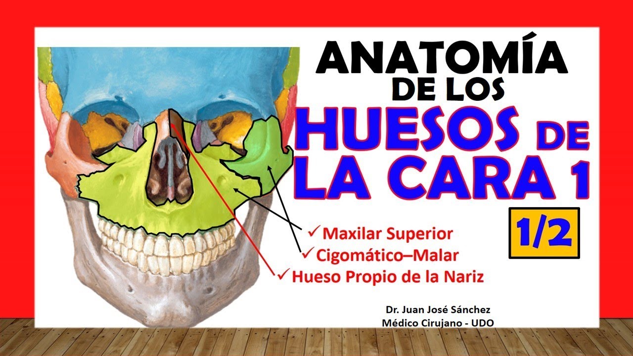 articulaciones de los huesos de la cara