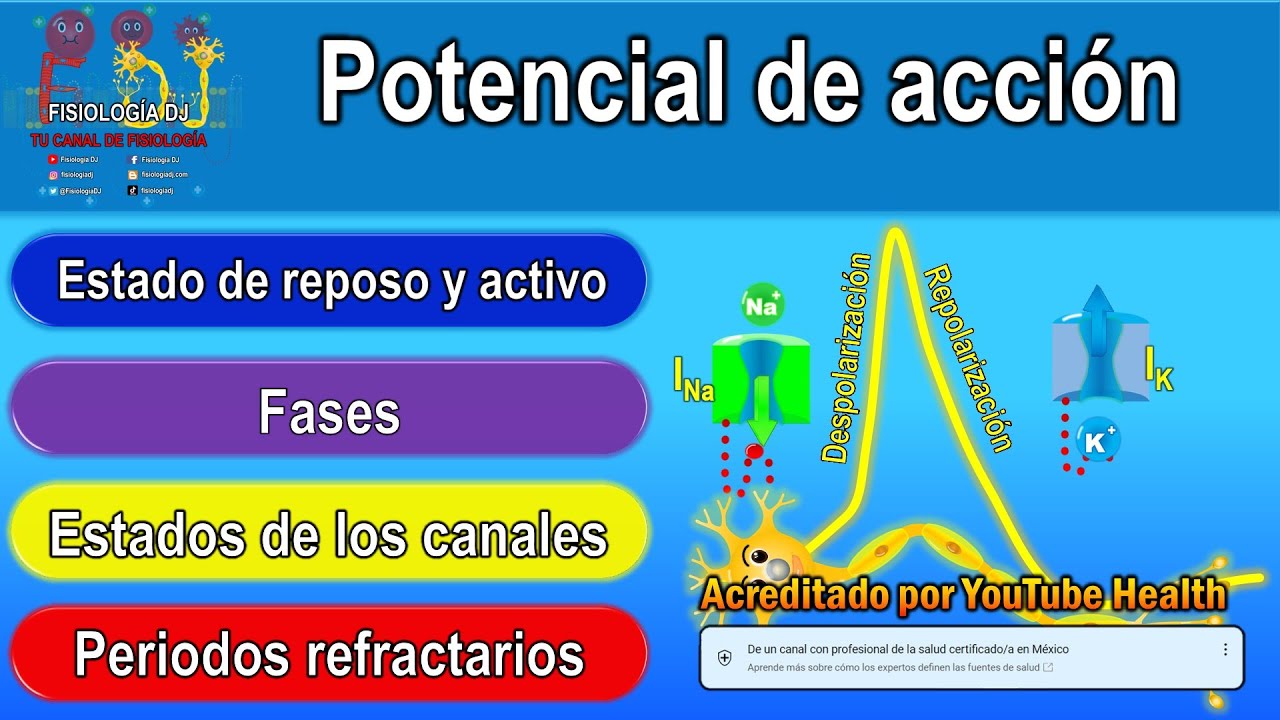 bases ionicas del potencial de accion