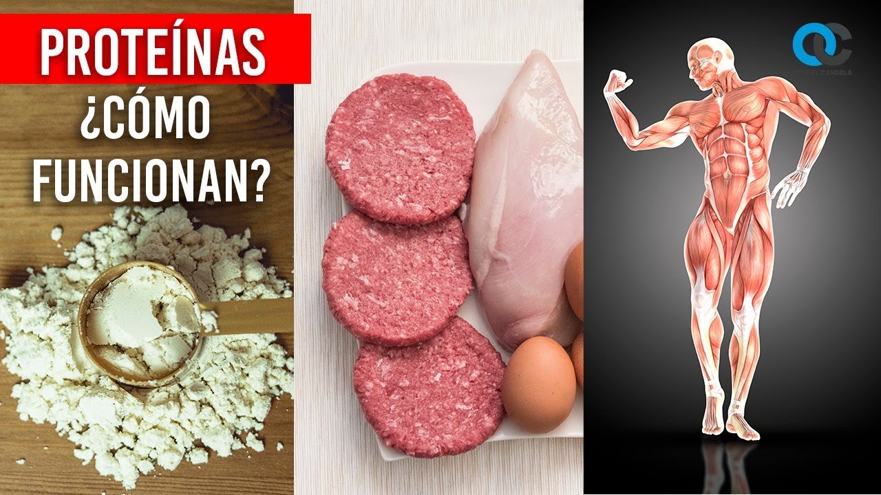 como actuan las proteinas en los musculos