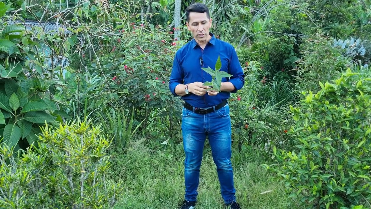 como es la planta de penicilina