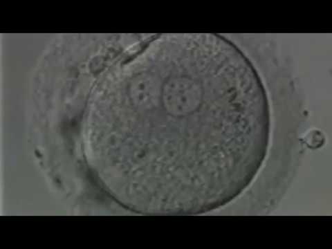 conjunto de tejidos con la misma funcion