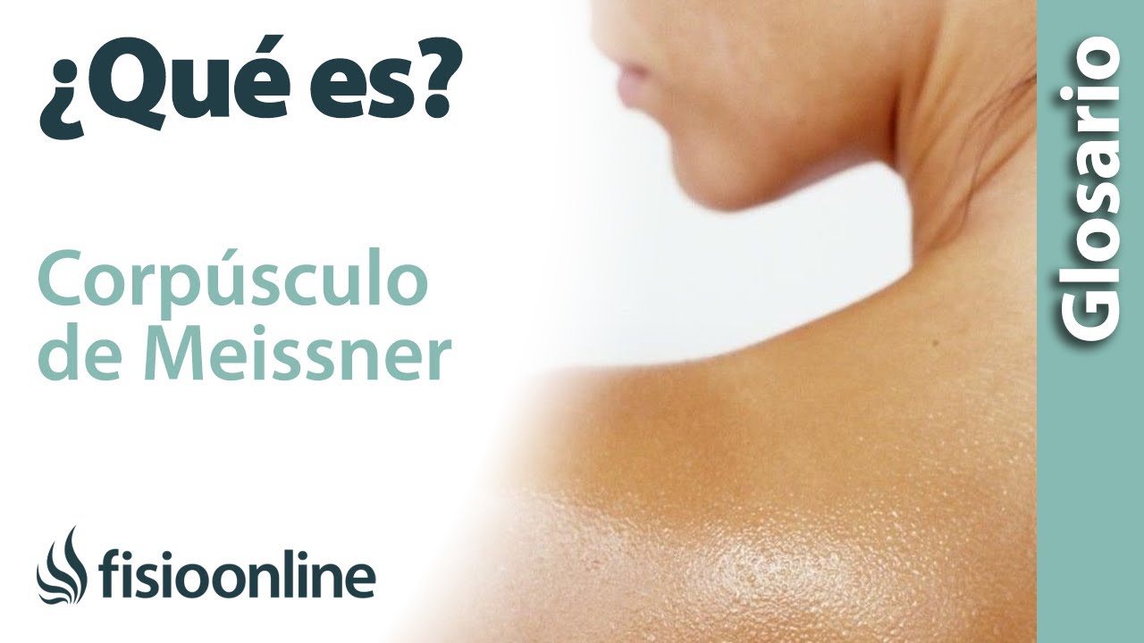 corpusculos de meissner donde se encuentran