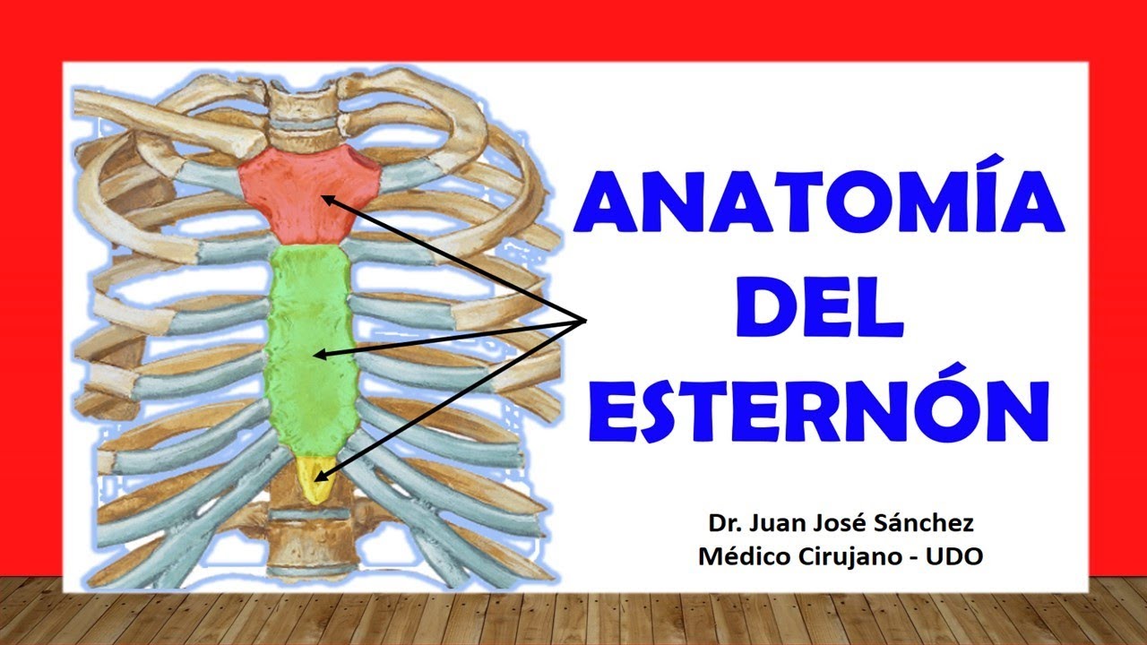 cuales son las partes del esternon