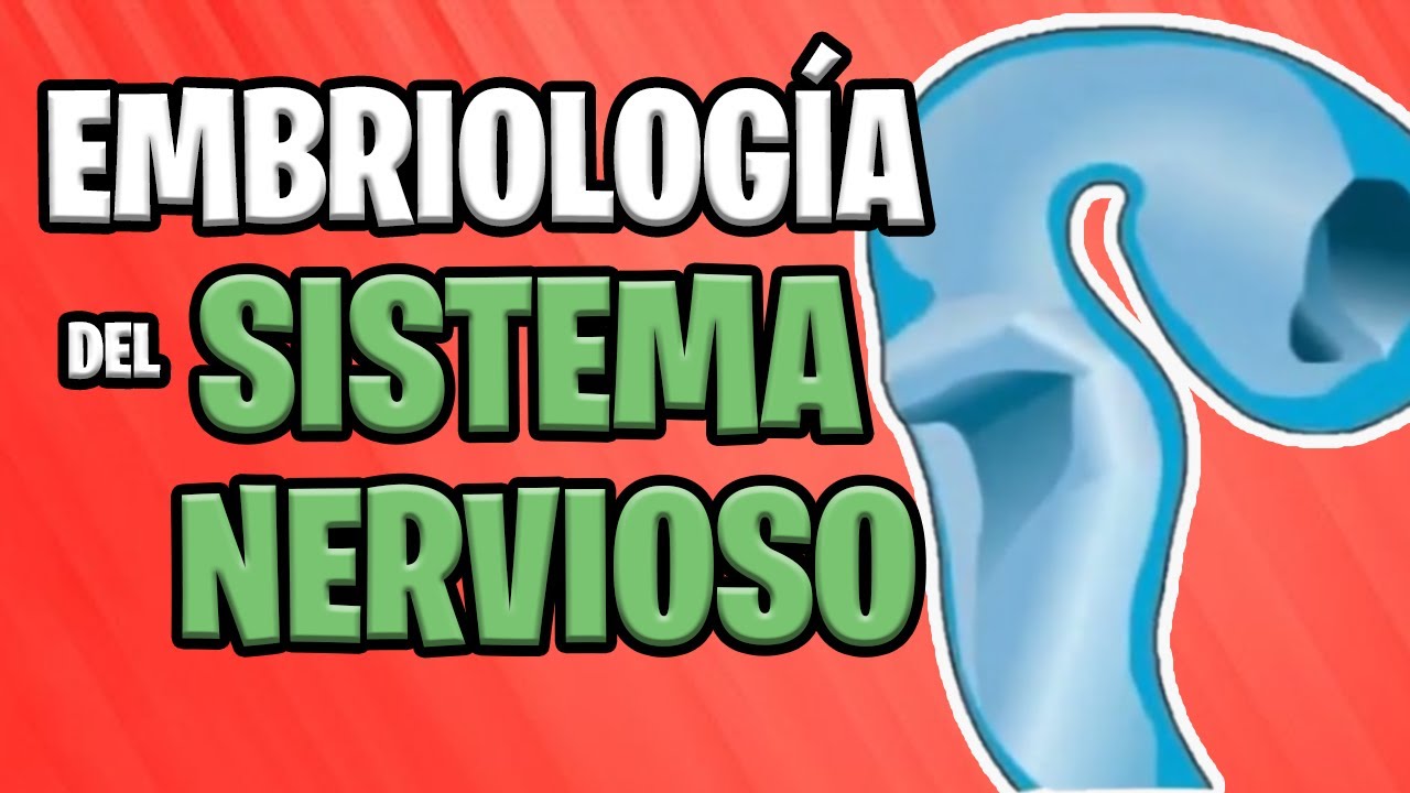 desarrollo embrionario del sistema nervioso central