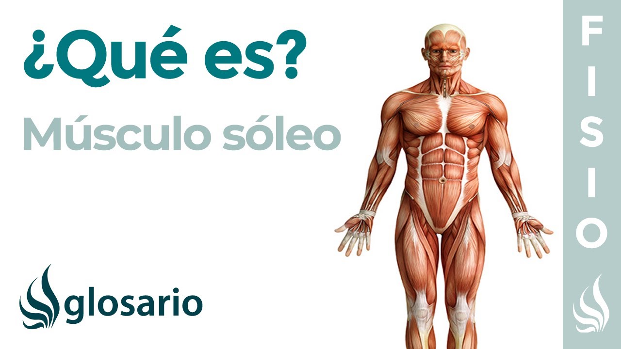 donde esta ubicado el musculo soleo