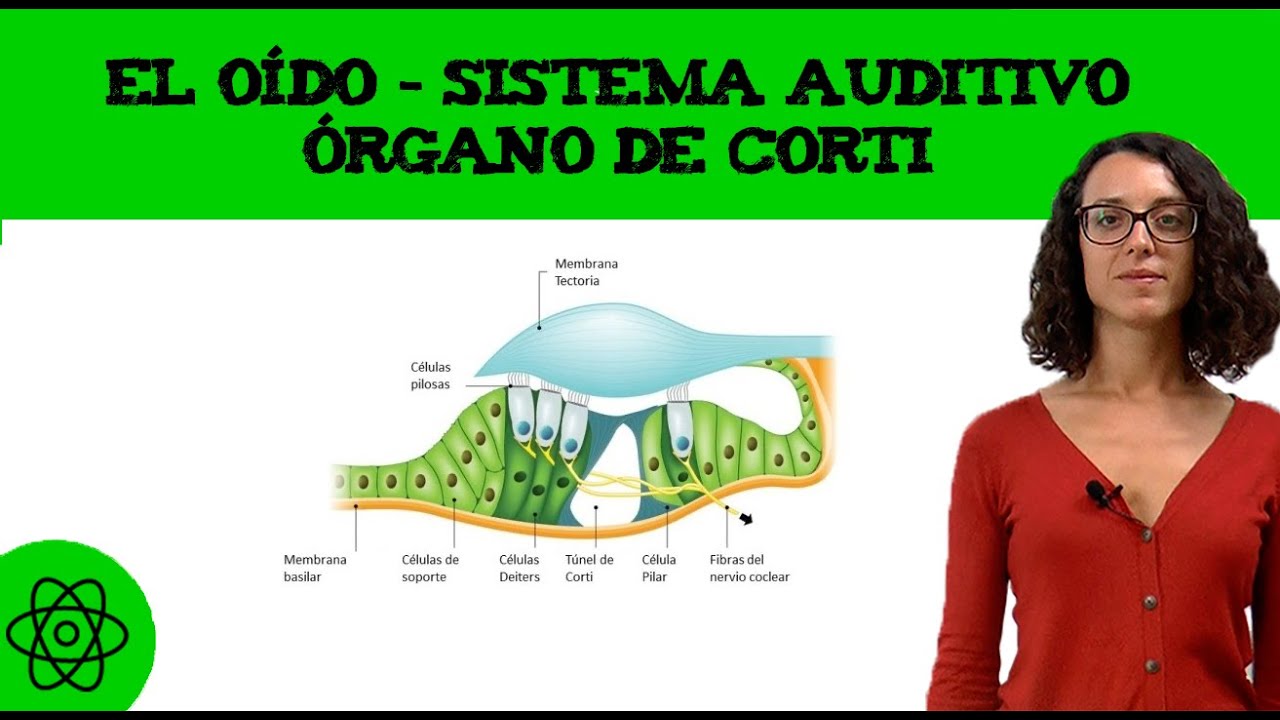 donde se encuentra el organo de corti