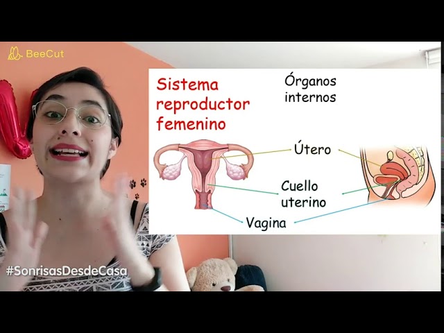 esqueleto humano femenino y sus partes