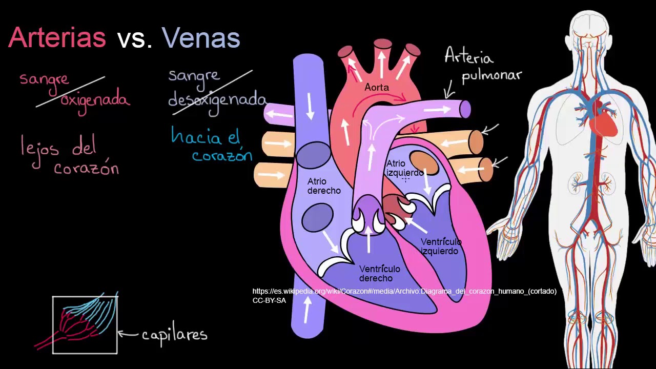esquema de arterias y venas del cuerpo humano