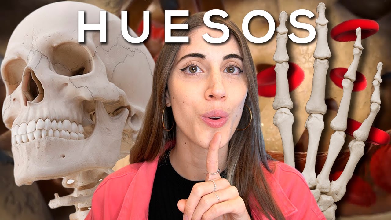 estructura y funcion de los huesos