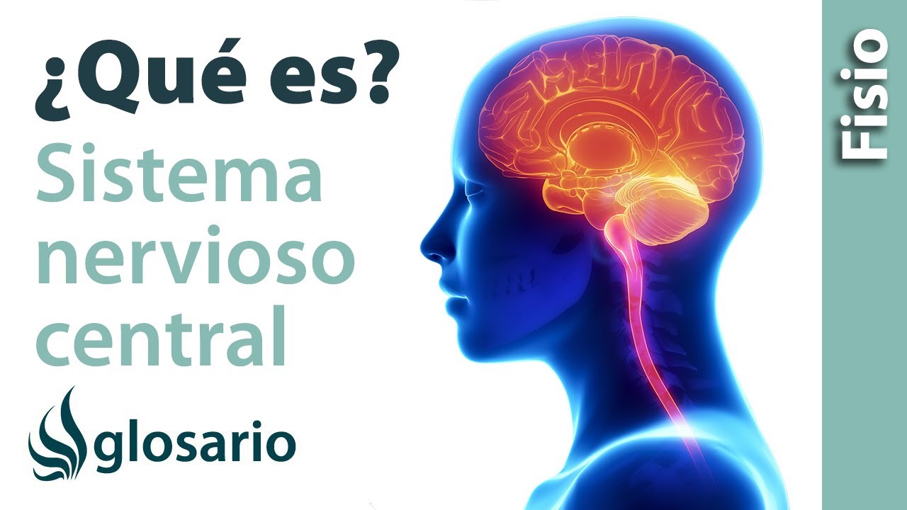 estructuras oseas que protegen el sistema nervioso central