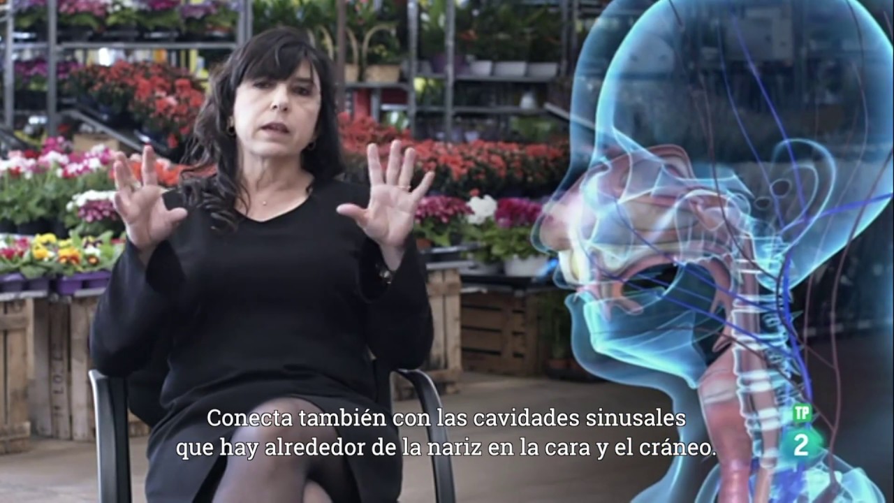 funcion de la nariz en el sistema respiratorio