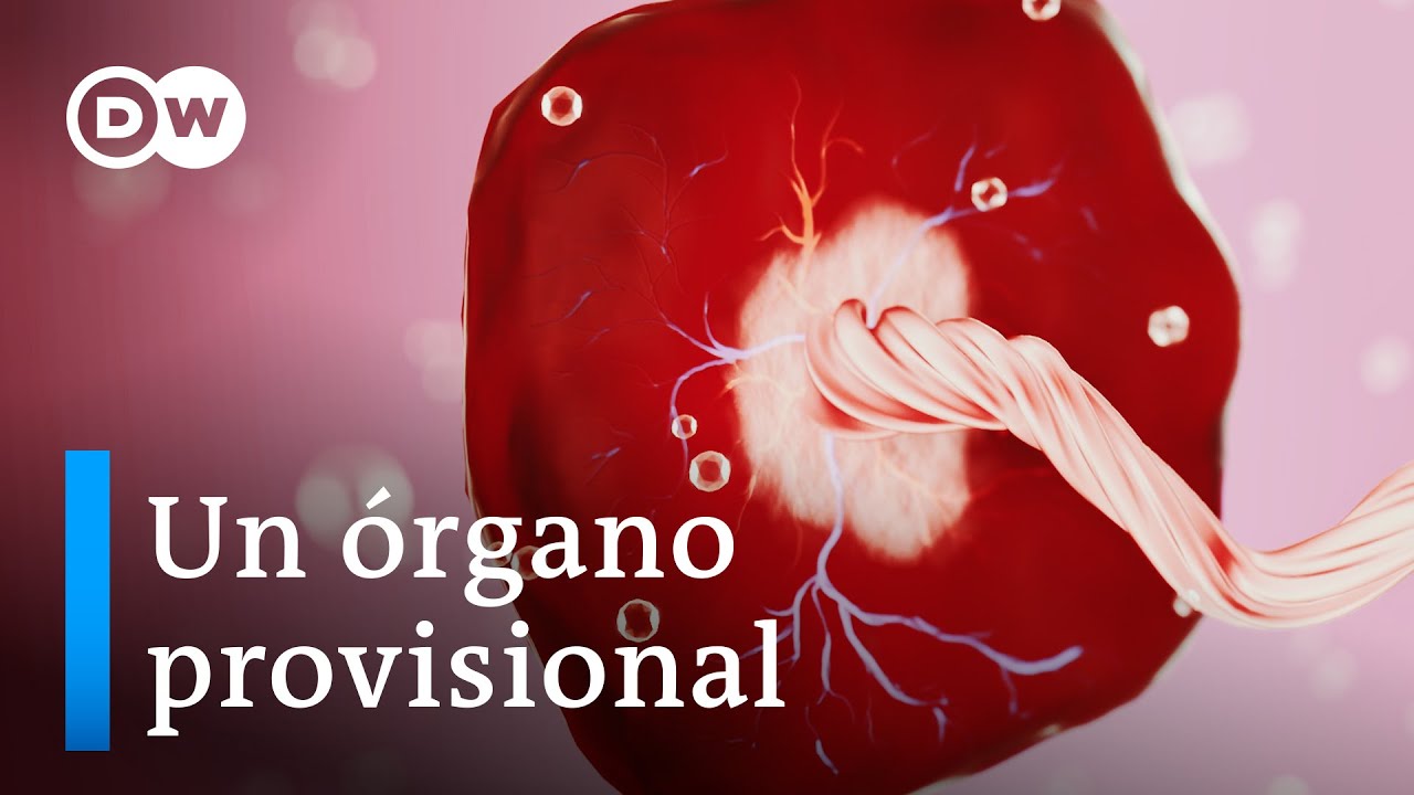 funcion de la placenta en el sistema endocrino