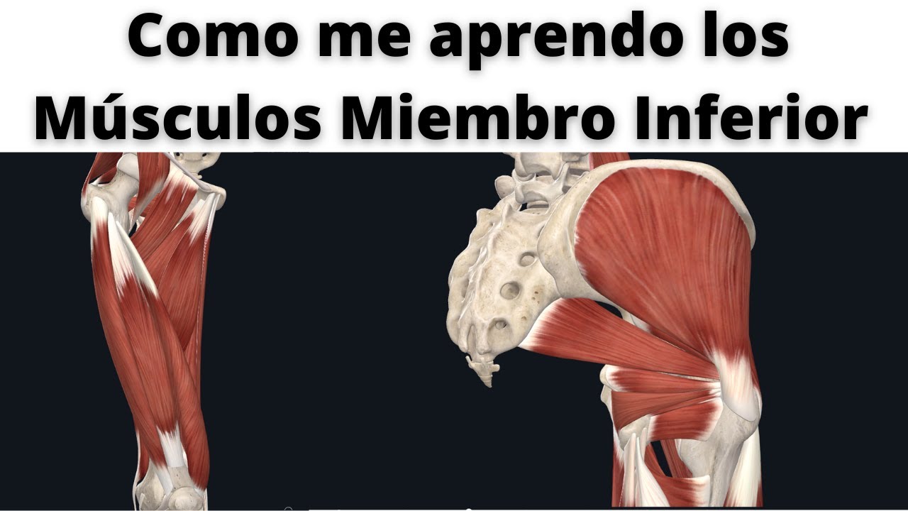 inervacion de los musculos del miembro inferior